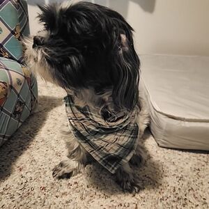 Little Sleepies Noel Plaid Dog Bandana